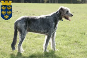 Mehr über den Artikel erfahren Irish Wolfhound Züchter und Welpen in Niederösterreich