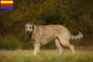 Mehr über den Artikel erfahren Irish Wolfhound Züchter und Welpen in Nordholland