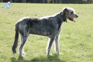 Mehr über den Artikel erfahren Irish Wolfhound Züchter und Welpen in Nordjylland