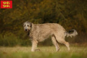 Mehr über den Artikel erfahren Irish Wolfhound Züchter und Welpen in der Normandie