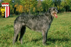 Mehr über den Artikel erfahren Irish Wolfhound Züchter und Welpen in Oberösterreich