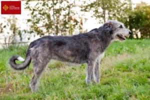 Mehr über den Artikel erfahren Irish Wolfhound Züchter und Welpen in Okzitanien