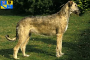 Mehr über den Artikel erfahren Irish Wolfhound Züchter und Welpen in Olmütz