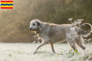 Mehr über den Artikel erfahren Irish Wolfhound Züchter und Welpen in Overijssel