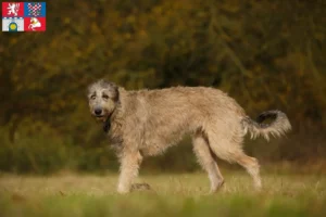Mehr über den Artikel erfahren Irish Wolfhound Züchter und Welpen in Pardubice
