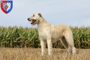 Mehr über den Artikel erfahren Irish Wolfhound Züchter und Welpen in Pays de la Loire