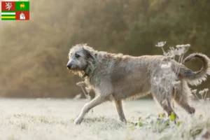 Mehr über den Artikel erfahren Irish Wolfhound Züchter und Welpen in Pilsen