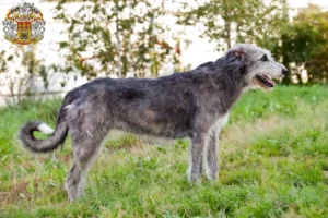 Mehr über den Artikel erfahren Irish Wolfhound Züchter und Welpen in Prag