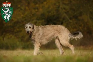 Mehr über den Artikel erfahren Irish Wolfhound Züchter und Welpen in der Steiermark