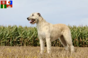 Mehr über den Artikel erfahren Irish Wolfhound Züchter und Welpen in Südböhmen