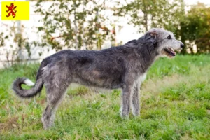 Mehr über den Artikel erfahren Irish Wolfhound Züchter und Welpen in Südholland