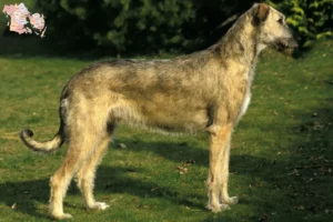 Mehr über den Artikel erfahren Irish Wolfhound Züchter und Welpen in Syddanmark