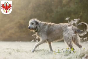 Mehr über den Artikel erfahren Irish Wolfhound Züchter und Welpen in Tirol