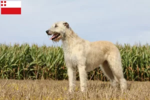 Mehr über den Artikel erfahren Irish Wolfhound Züchter und Welpen in Utrecht