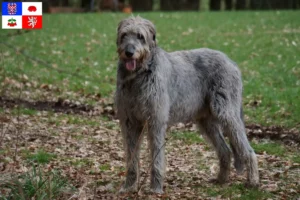 Mehr über den Artikel erfahren Irish Wolfhound Züchter und Welpen in Vysočina