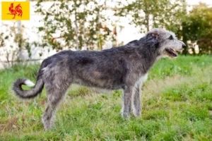 Mehr über den Artikel erfahren Irish Wolfhound Züchter und Welpen in Wallonische Region