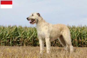 Mehr über den Artikel erfahren Irish Wolfhound Züchter und Welpen in Wien