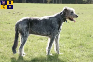 Mehr über den Artikel erfahren Irish Wolfhound Züchter und Welpen in Zlín