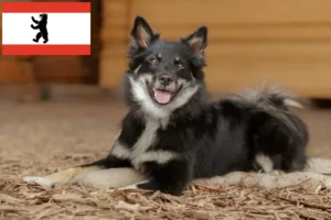 Mehr über den Artikel erfahren Islandhund Züchter und Welpen in Berlin