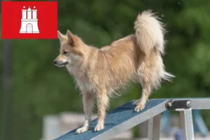 Mehr über den Artikel erfahren Islandhund Züchter und Welpen in Hamburg