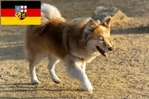 Mehr über den Artikel erfahren Islandhund Züchter und Welpen im Saarland