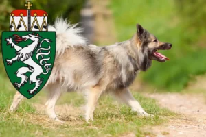 Mehr über den Artikel erfahren Islandhund Züchter und Welpen in der Steiermark