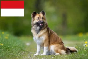 Mehr über den Artikel erfahren Islandhund Züchter und Welpen in Wien