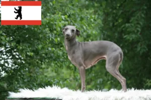 Mehr über den Artikel erfahren Italienisches Windspiel Züchter und Welpen in Berlin