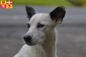 Mehr über den Artikel erfahren Kanaan-Hund Züchter und Welpen in Auvergne-Rhône-Alpes