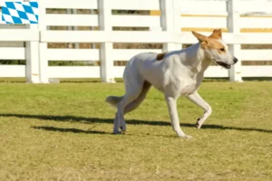 Mehr über den Artikel erfahren Kanaan-Hund Züchter und Welpen in Bayern