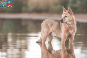 Mehr über den Artikel erfahren Kanaan-Hund Züchter und Welpen in Bourgogne-Franche-Comté
