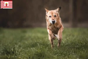 Mehr über den Artikel erfahren Kanaan-Hund Züchter und Welpen in Bremen