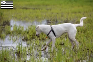 Mehr über den Artikel erfahren Kanaan-Hund Züchter und Welpen in der Bretagne