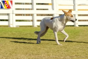 Mehr über den Artikel erfahren Kanaan-Hund Züchter und Welpen in Grand Est