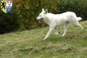 Mehr über den Artikel erfahren Kanaan-Hund Züchter und Welpen in Hauts-de-France