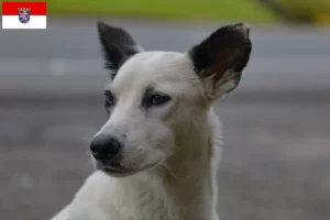 Mehr über den Artikel erfahren Kanaan-Hund Züchter und Welpen in Hessen