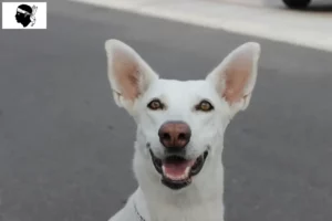 Mehr über den Artikel erfahren Kanaan-Hund Züchter und Welpen auf Korsika