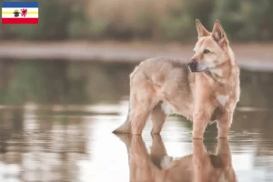 Mehr über den Artikel erfahren Kanaan-Hund Züchter und Welpen in Mecklenburg-Vorpommern