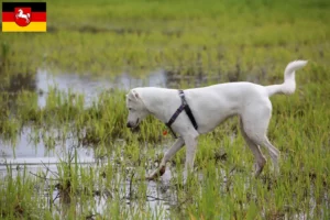 Mehr über den Artikel erfahren Kanaan-Hund Züchter und Welpen in Niedersachsen