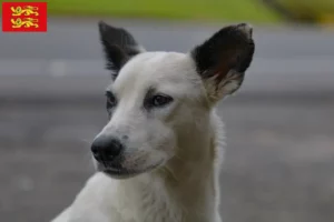 Mehr über den Artikel erfahren Kanaan-Hund Züchter und Welpen in der Normandie