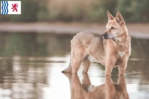 Mehr über den Artikel erfahren Kanaan-Hund Züchter und Welpen in Nouvelle-Aquitaine