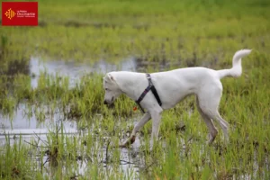 Mehr über den Artikel erfahren Kanaan-Hund Züchter und Welpen in Okzitanien