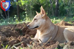 Mehr über den Artikel erfahren Kanaan-Hund Züchter und Welpen in Pays de la Loire