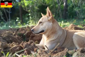 Mehr über den Artikel erfahren Kanaan-Hund Züchter und Welpen im Saarland