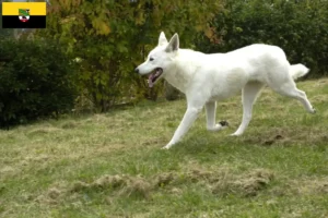 Mehr über den Artikel erfahren Kanaan-Hund Züchter und Welpen in Sachsen-Anhalt