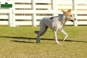 Mehr über den Artikel erfahren Kanaan-Hund Züchter und Welpen in Sachsen