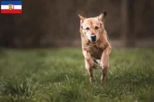 Mehr über den Artikel erfahren Kanaan-Hund Züchter und Welpen in Schleswig-Holstein