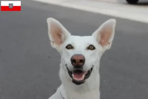 Mehr über den Artikel erfahren Kanaan-Hund Züchter und Welpen in Thüringen