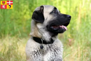 Mehr über den Artikel erfahren Kangal Züchter und Welpen in Auvergne-Rhône-Alpes