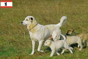 Mehr über den Artikel erfahren Kangal Züchter und Welpen in Berlin